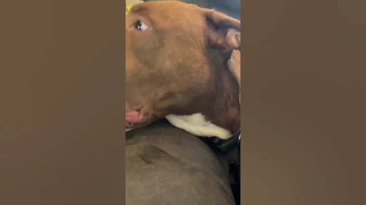 Dog licking - DayDayNews
