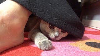 どこに入ってるの（笑）スコティッシュフォールド（猫）Scottish fold (cat) who loves mom's skirt