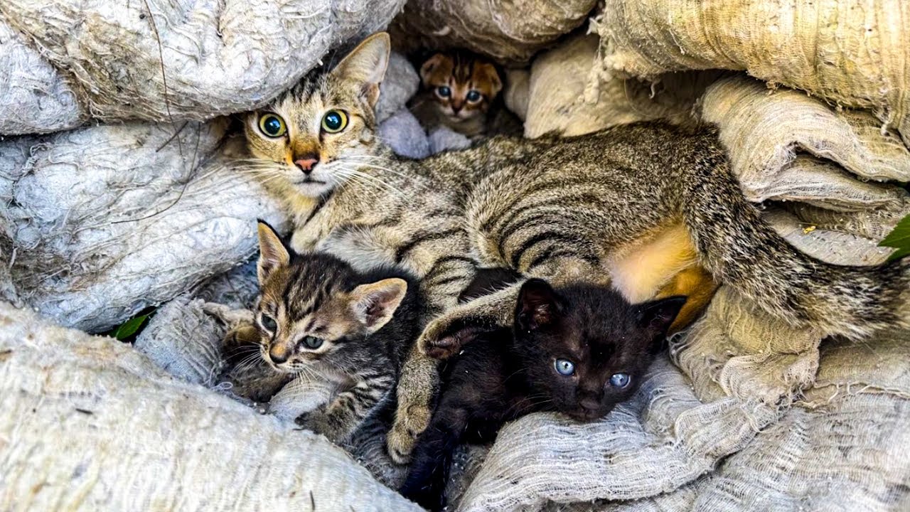 От опасности к заботе: отравленная кошка и котята были спасены вовремя | Руководство по уходу за ...