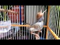 Suara Pikat Burung Prenjak Merah Klawu Gacor Mental Baja Ampuh Pancing Perenjak Liaran Emosi Narung Full isian(.mp3 .mp4) Mp3 - Mp4 Download