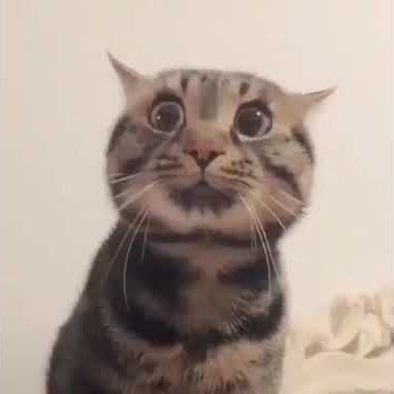 Video Kucing Lucu on Instagram         ⁣ ⁣⁣⁣⁣⁣⁣⁣⁣⁣MP4