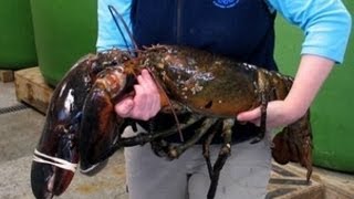 The Biggest Lobster In The World