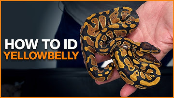 How to Identify Yellowbelly in Ball Pythons!
