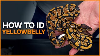 How to Identify Yellowbelly in Ball Pythons! screenshot 4