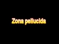 What Is The Definition Of Zona pellucida