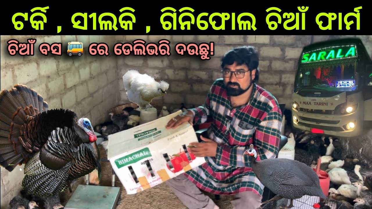 Turkey farm odisha 2024 / silkie farm odisha 2024 / Guineafowl farm odisha 2024