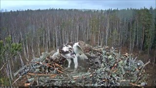 Mai Madis? Intruder 20.04.2016 0905H Eest