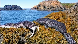 Two Legal Lingcod From Shore in One Hour!!!