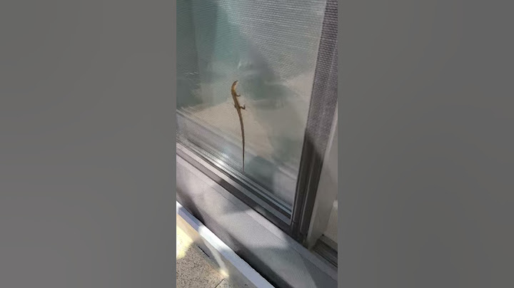집에 나타난 장지뱀(?)