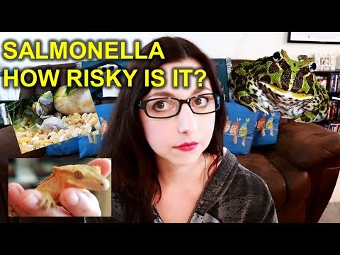 Salmonella In Reptiles And Amphibians | Is It A Big Risk?