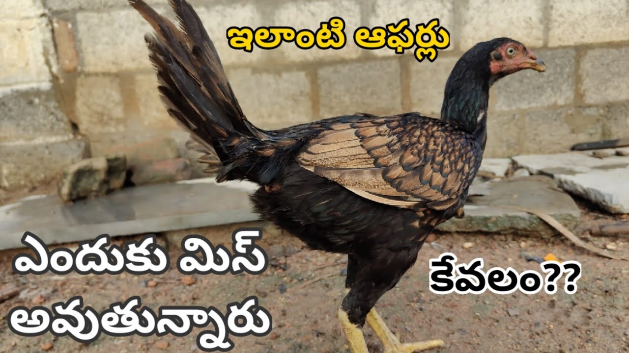 సూపర్ క్వాలిటీ నెంబర్ వన్ ఆఫర్  #89784 38305 #Khrfarms #bhimavaram #richvatam 