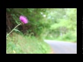 あざみの歌 弾き語り 倍賞千恵子 Covered by 吟詠マン Baisho Chieko