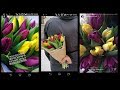 Заключительный фильм по выгонке тюльпанов 2017-2018 (срез, упаковка, транспортировка тюльпанов)