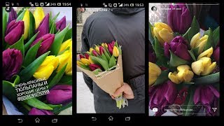 Заключительный фильм по выгонке тюльпанов 2017-2018 (срез, упаковка, транспортировка тюльпанов) Заключительный фильм по выгонке тюльпанов 2017-2018 (срез, упаковка, транспортировка тюльпанов)