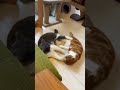 猫の大ゲンカ勃発!! #shorts