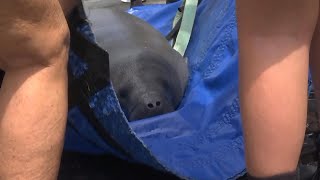 5 Manatees Rescued From Canal After Hurricane Idalia