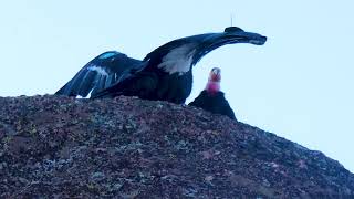 California Condor Convergence on New Year&#39;s Eve 2021