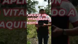 aplicando suero vitaminado a las vaquitas