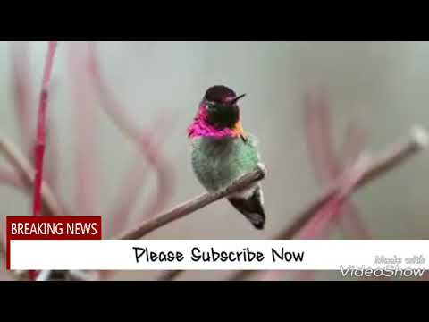 ayatul-kursi-beautiful-voice