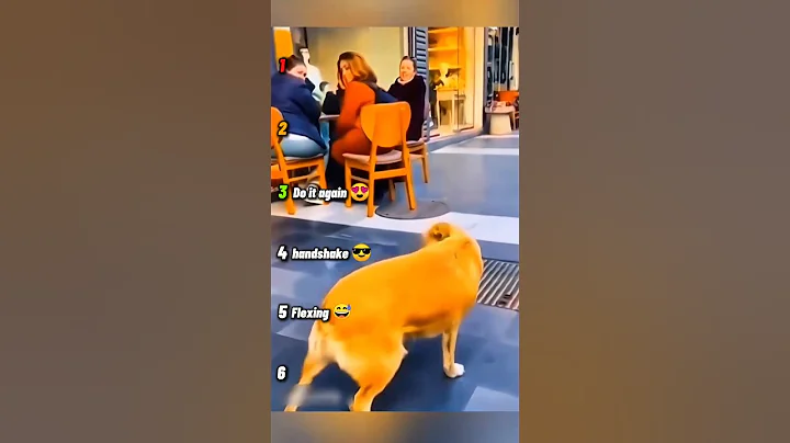 Video 11782741: funniest cats dogs