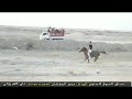 عريقات السلاله اصاله الخيل العربيه الوكحه ريم فخر بابل 