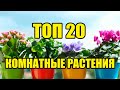 ТОП 20 комнатных растений СССР