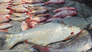 Overnight fishing Trinidad 🇹🇹 - (North Coast / Grand Bocas)