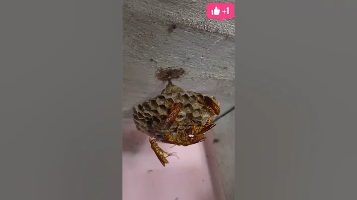 #Shorts//Yellow Paper Wasps 🐝🐝 Making nest🏡🛖😱//Tataiya apna Ghar Banaraha hai//#GB0.2