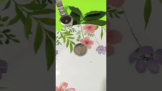 1907s United States of America 🇺🇸 &amp; Philippines 🇵🇭 piso coin 80%silver 19.9grams beautiful coins ye.