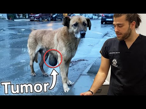 Video: Hvor meget mælkdistle skal give til en hund