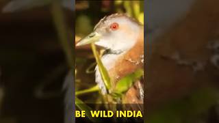 আলতি পাখির ডাক indianbirds waterbirds birdwatching birding