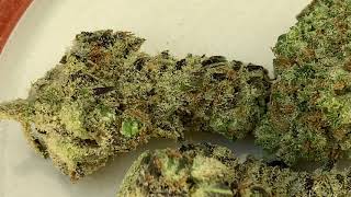 Member Berry Strain