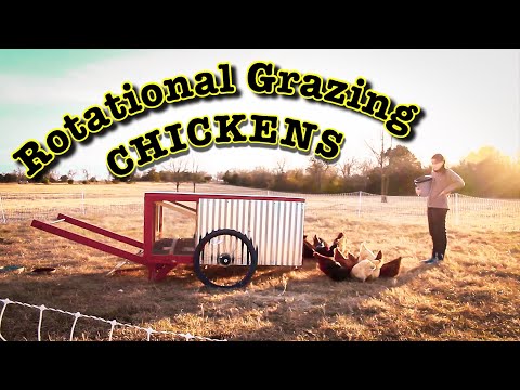 Video: How To Graze Chickens