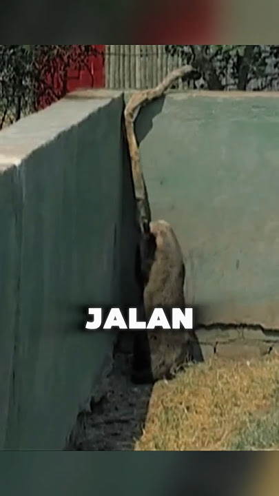 Haiwan Lari Dari Kandang 😱 Buru Singa Untuk Balas Dendam!