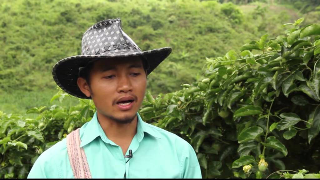 การปลูกเสาวรสหวาน บ้านกิ่วสะไต