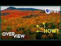 Understanding Fall Foliage and Climate Impact