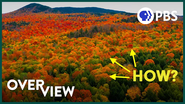 There's One Thing About Fall Colors Scientists Can...