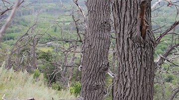 Parallax effect of camera movement on the slider. Dry tree trunks of dead trees in the forest on the