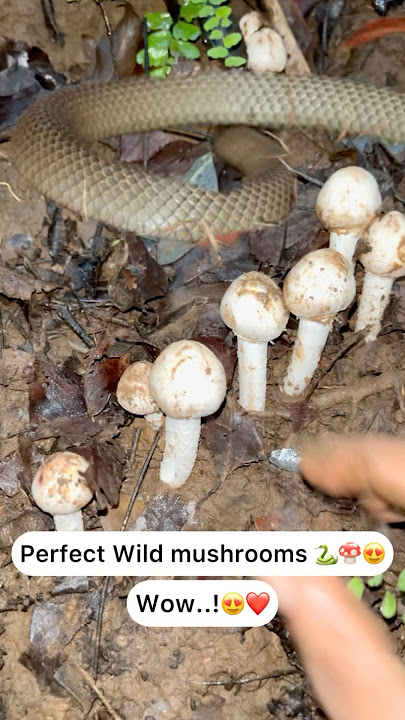 Perfect wild mushrooms 🐍🍄 Wow..!😍🍄⛰️