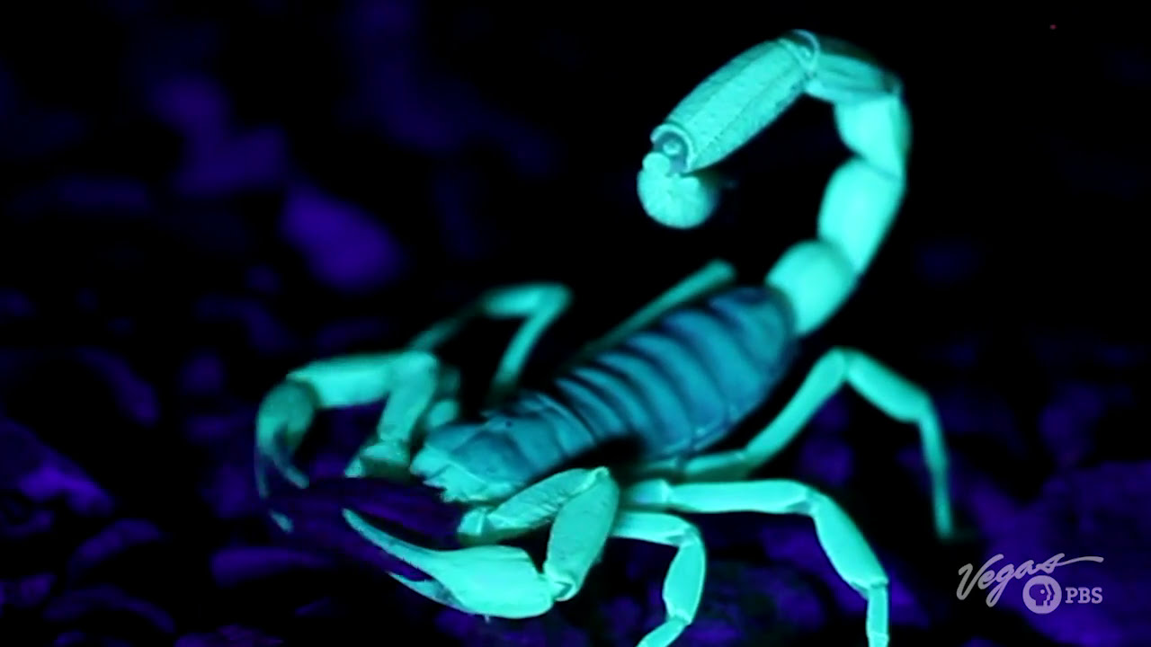 Outdoor Nevada S1 Ep1 Clip Scorpion Hunt YouTube