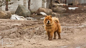 chow chow Facts in the Animal world Habbits Environment and Likes