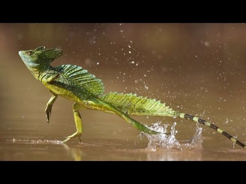 Video: Basilisk: một con thằn lằn đi trên mặt nước