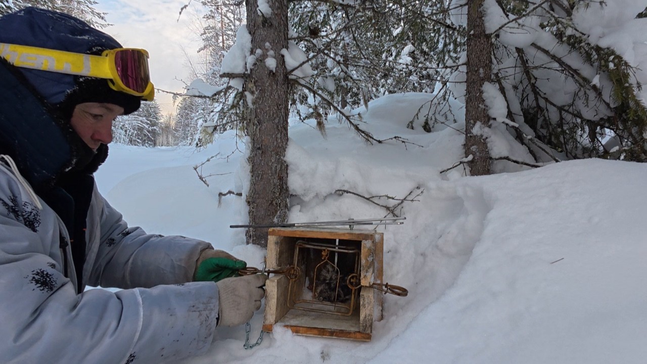 Проверка путиков. Переустановка капканов. Надеюсь на результат.