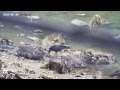 浜辺でカラスが食べ歩き