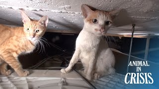 Mother Cats Hide Their Kids In A Ceiling To Protect Them From 'This' | Animal in Crisis EP247