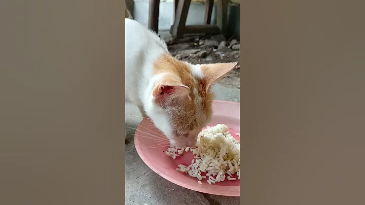 Watch the video about The last cat is lazy to eat #cat #lazy #meow #meowing #funny #cutecat
