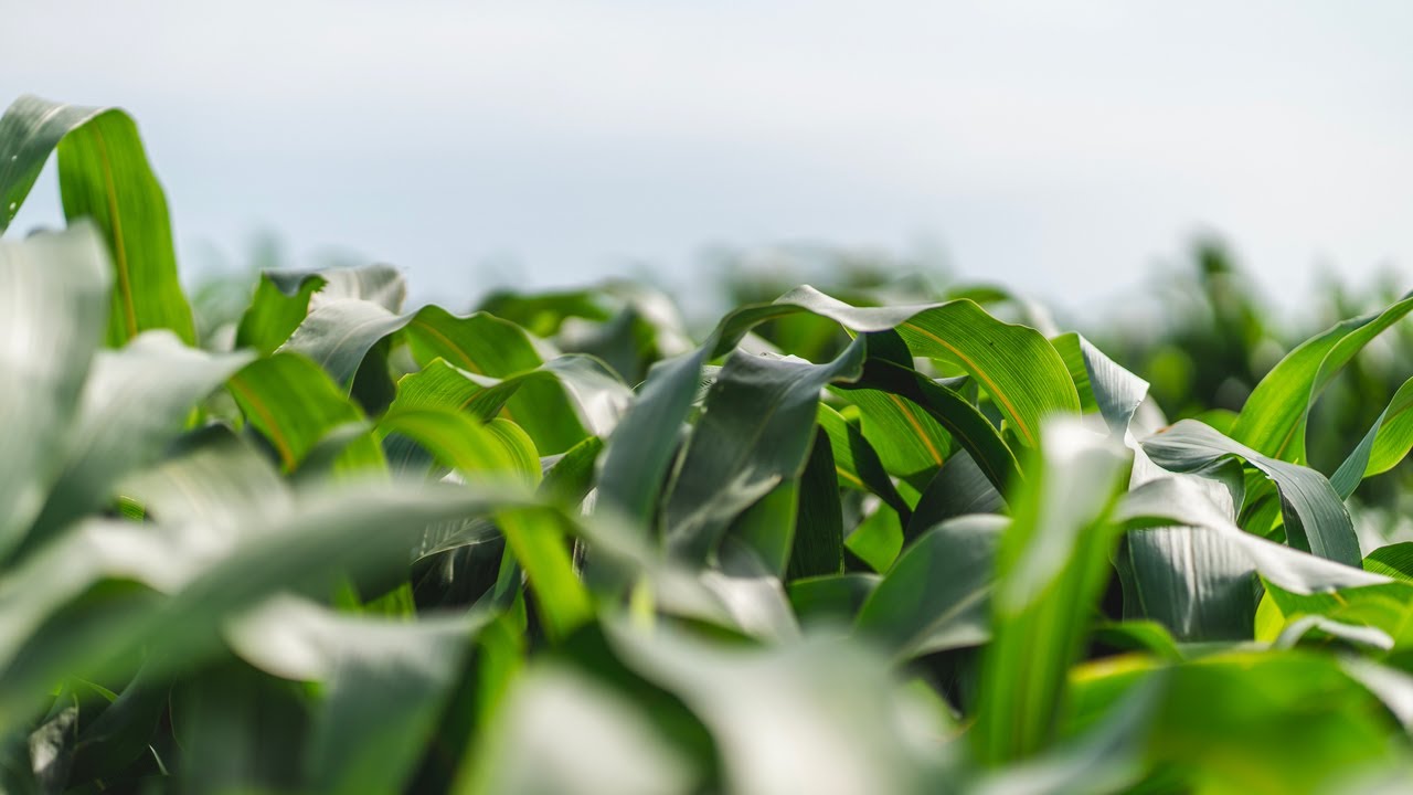 Il foraggio del futuro