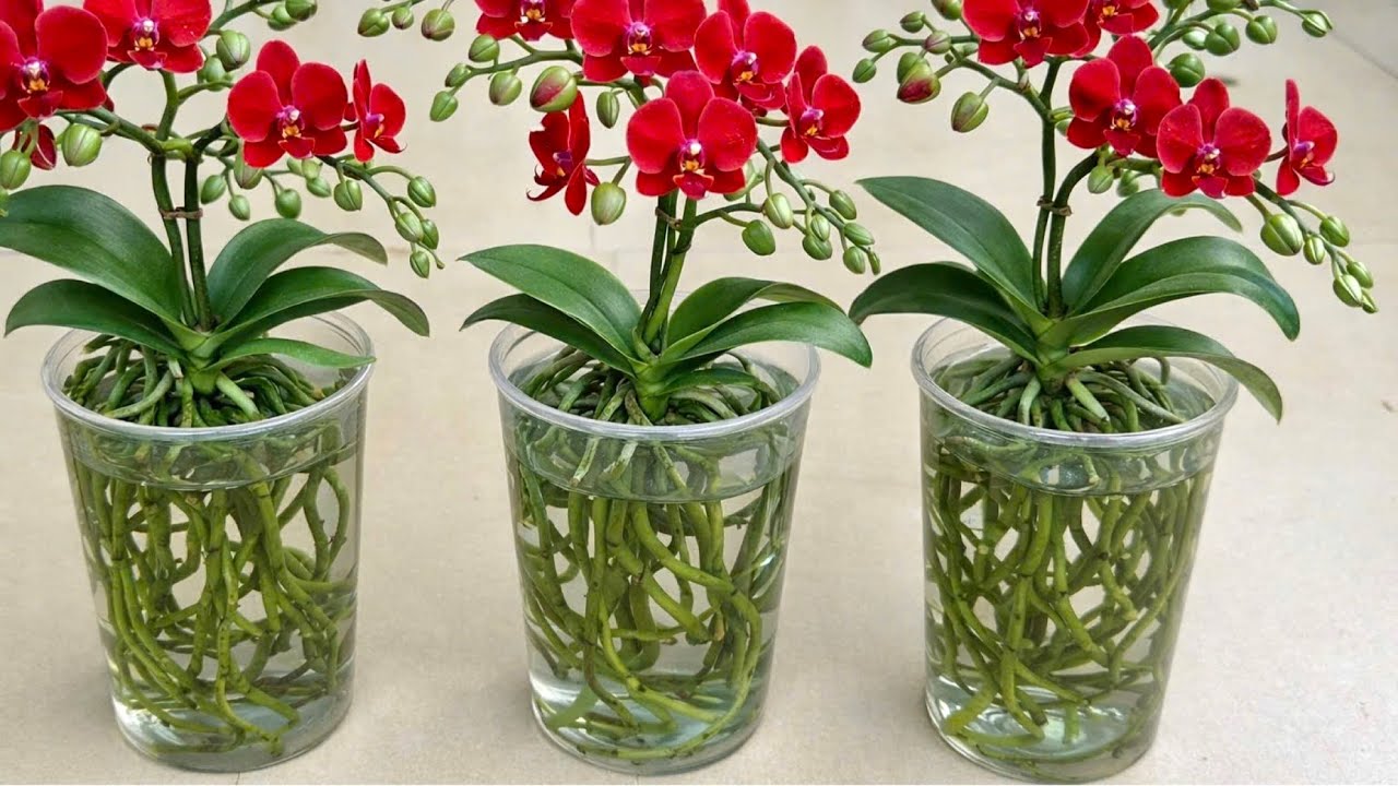 Зная этот секрет, любая посаженная вами орхидея будет процветать и обильно цвести.