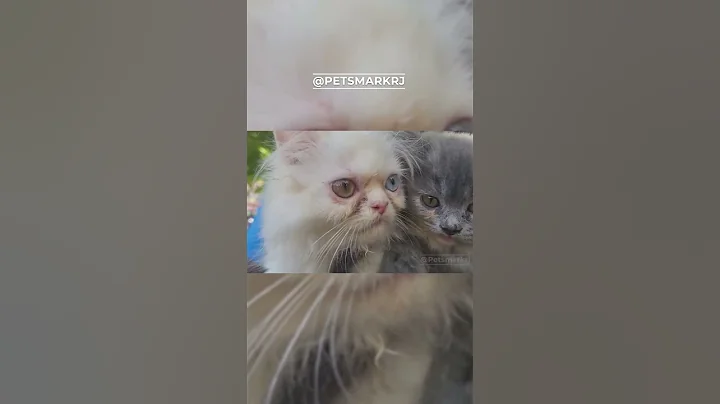 Watch the video about Persian Cat – The Royal Beauty 👑 | Adorable Persian Kitten with Fluffy Coat | #petsmarkrj #pets