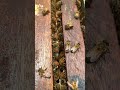 Hive Health Check 🐝🔍 | Ensure a Strong Colony